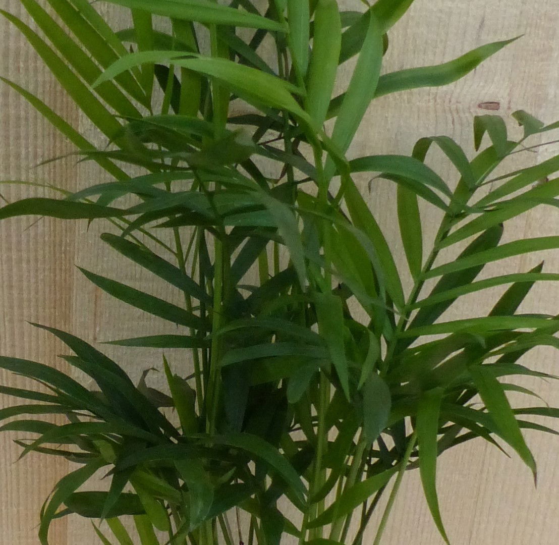 https://cdn.warentuin.nl/media/catalog/product/L/E/LEVE8149900043302_2_warentuin_natuurlijk_kamerplant_dwergpalm_klein_warentuin_n_1cdc.JPG