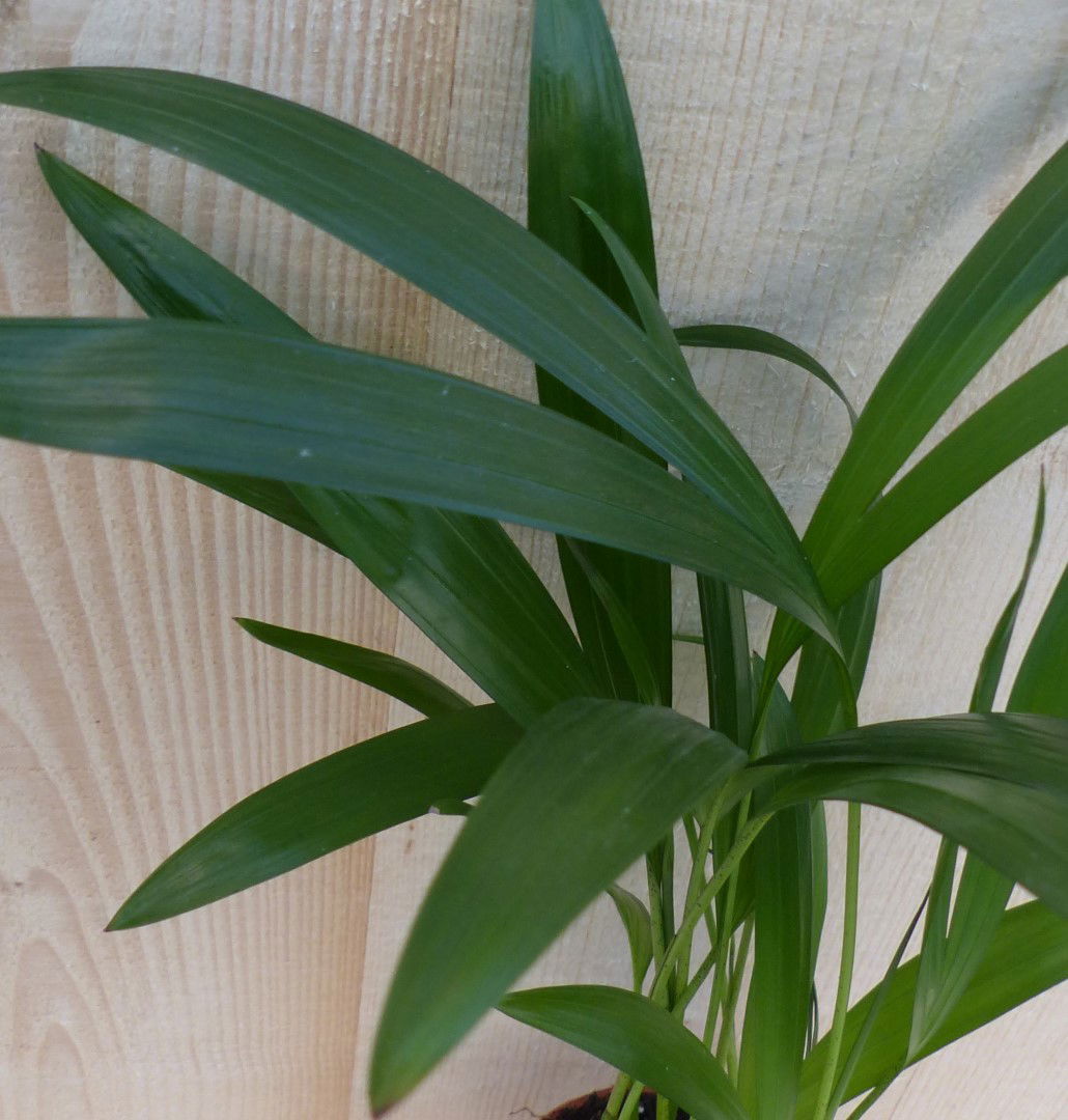 https://cdn.warentuin.nl/media/catalog/product/L/E/LEVE8149900043303_2_warentuin_natuurlijk_kamerplant_arecapalm_goudpalm_klein_wa_9277.JPG