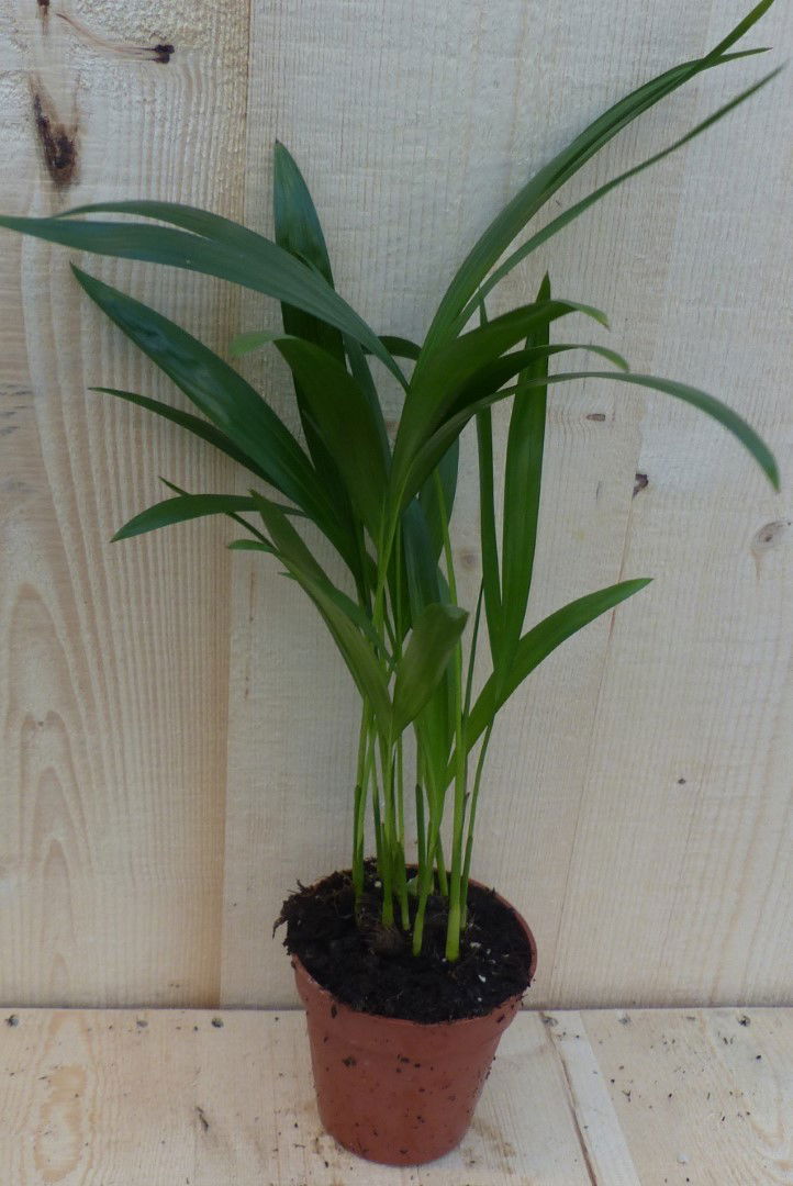 https://cdn.warentuin.nl/media/catalog/product/L/E/LEVE8149900043303_warentuin_natuurlijk_kamerplant_arecapalm_goudpalm_klein_ware_acf2.JPG