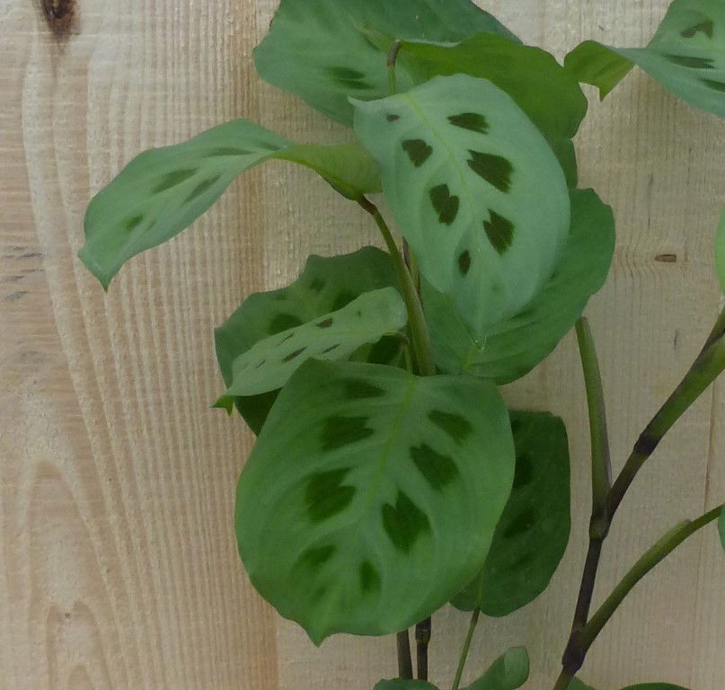 https://cdn.warentuin.nl/media/catalog/product/L/E/LEVE8149900043304_2_warentuin_natuurlijk_kamerplant_maranta_leuconeura_tiengebo_f608.JPG