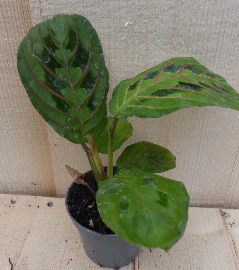 https://cdn.warentuin.nl/media/catalog/product/L/E/LEVE8149900043304_warentuin_natuurlijk_kamerplant_maranta_leuconeura_tiengebode_8ab3.JPG