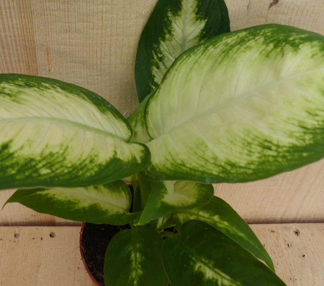https://cdn.warentuin.nl/media/catalog/product/L/E/LEVE8149900043305_2_warentuin_natuurlijk_kamerplant_dieffenbachia_klein_warentu_161c.JPG