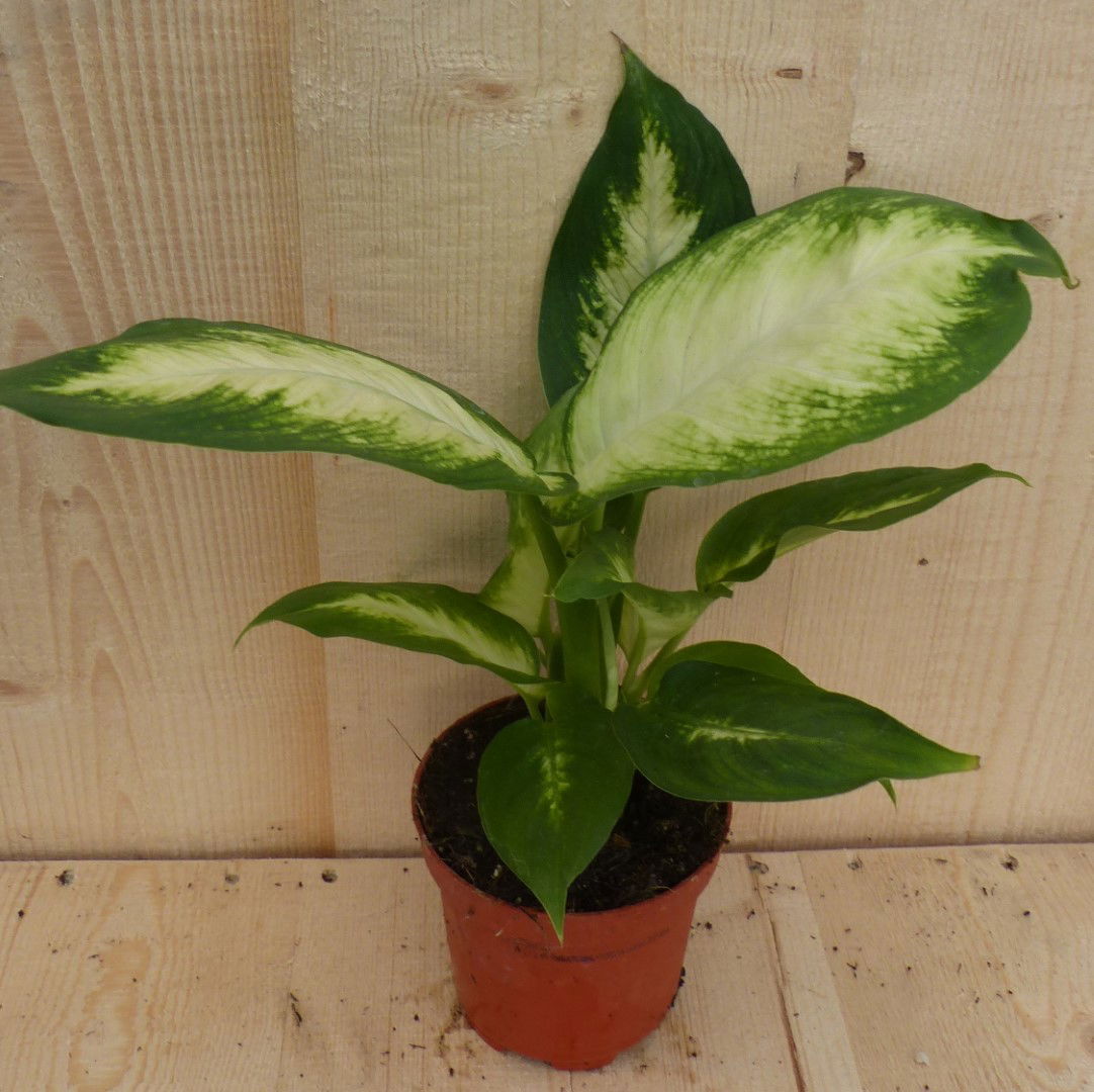 https://cdn.warentuin.nl/media/catalog/product/L/E/LEVE8149900043305_warentuin_natuurlijk_kamerplant_dieffenbachia_klein_warentuin_43d7.JPG