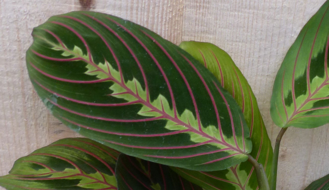 https://cdn.warentuin.nl/media/catalog/product/L/E/LEVE8149900043307_2_warentuin_natuurlijk_kamerplant_maranta_leuconeura_fascinat_610a.JPG