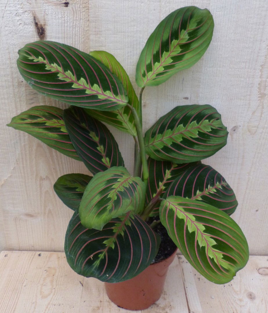 https://cdn.warentuin.nl/media/catalog/product/L/E/LEVE8149900043307_warentuin_natuurlijk_kamerplant_maranta_leuconeura_fascinator_3612.JPG