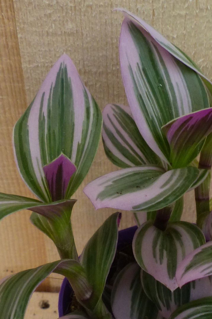 https://cdn.warentuin.nl/media/catalog/product/L/E/LEVE8149900043308_2_warentuin_natuurlijk_kamerplant_mini_tradescantia_roze_blad_a9f6.JPG