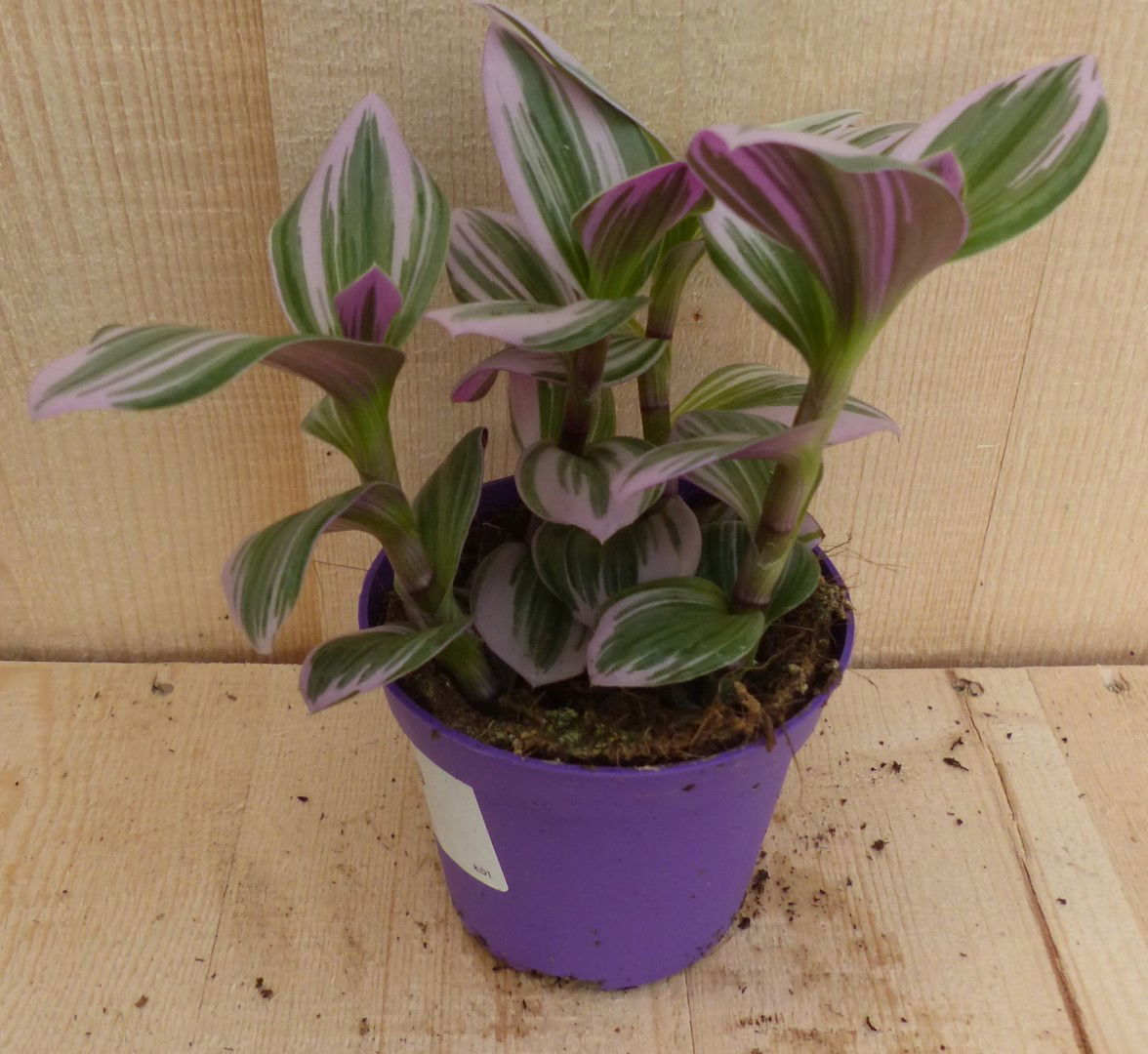 https://cdn.warentuin.nl/media/catalog/product/L/E/LEVE8149900043308_warentuin_natuurlijk_kamerplant_mini_tradescantia_roze_blad_w_f2bb.JPG