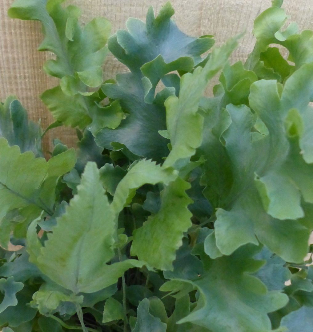 https://cdn.warentuin.nl/media/catalog/product/L/E/LEVE8149900043309_2_warentuin_natuurlijk_kamerplant_phlebodium_varen_rullendbla_318d.JPG