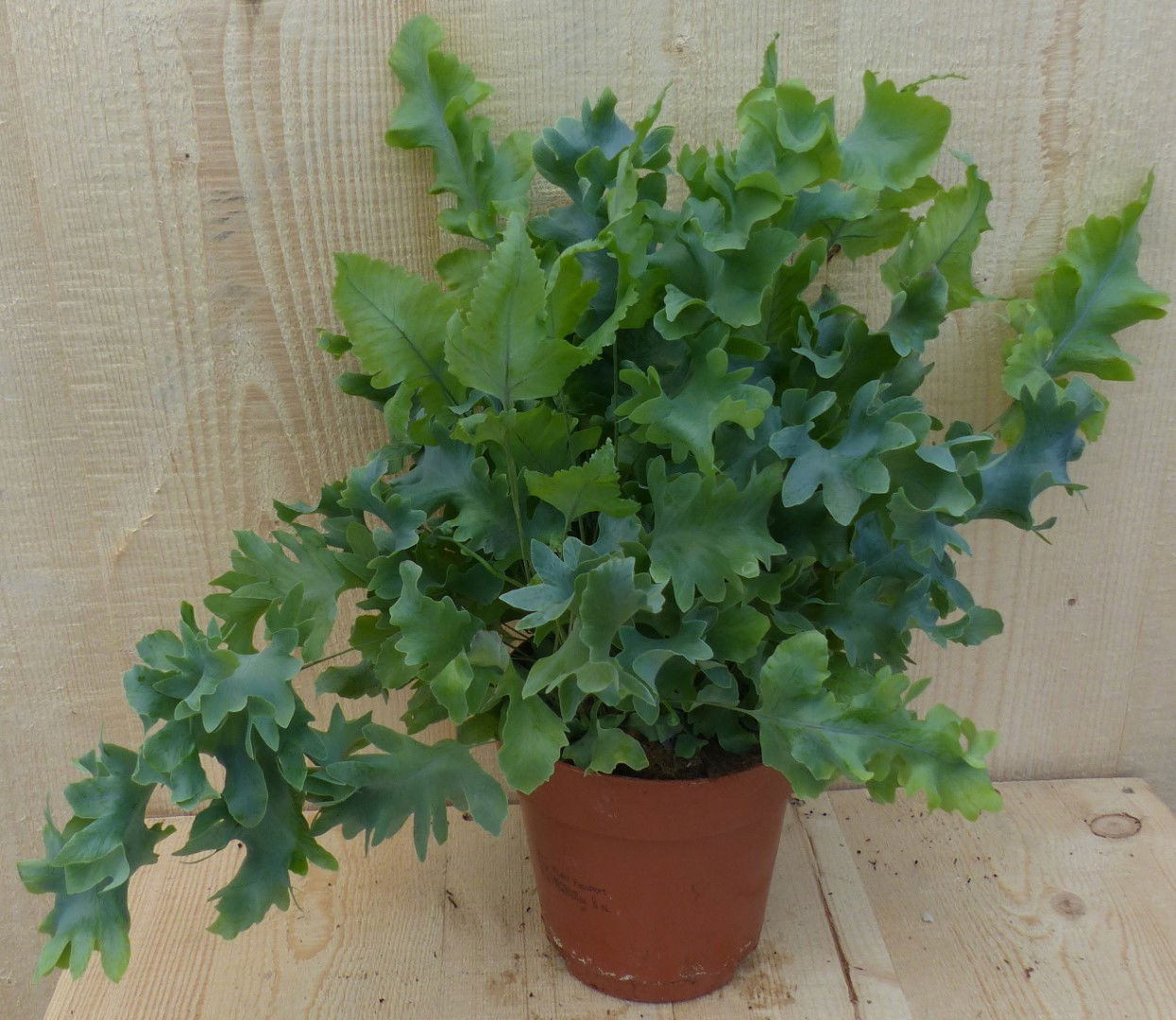 https://cdn.warentuin.nl/media/catalog/product/L/E/LEVE8149900043309_warentuin_natuurlijk_kamerplant_phlebodium_varen_rullendblad__cd45.JPG