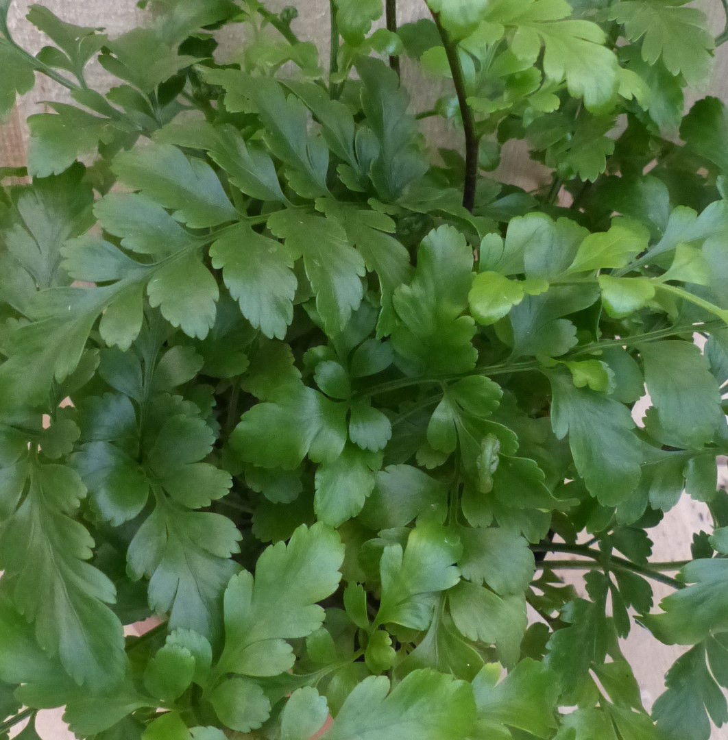 https://cdn.warentuin.nl/media/catalog/product/L/E/LEVE8149900043311_2_warentuin_natuurlijk_kamerplant_varen_asplenium_parvati_war_6ea5.JPG