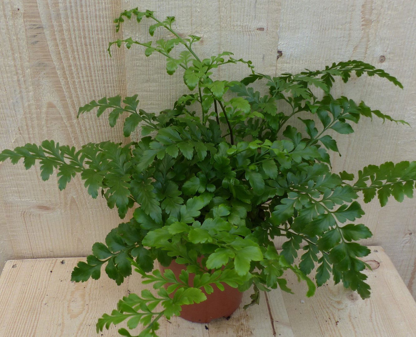 https://cdn.warentuin.nl/media/catalog/product/L/E/LEVE8149900043311_warentuin_natuurlijk_kamerplant_varen_asplenium_parvati_waren_712e.JPG