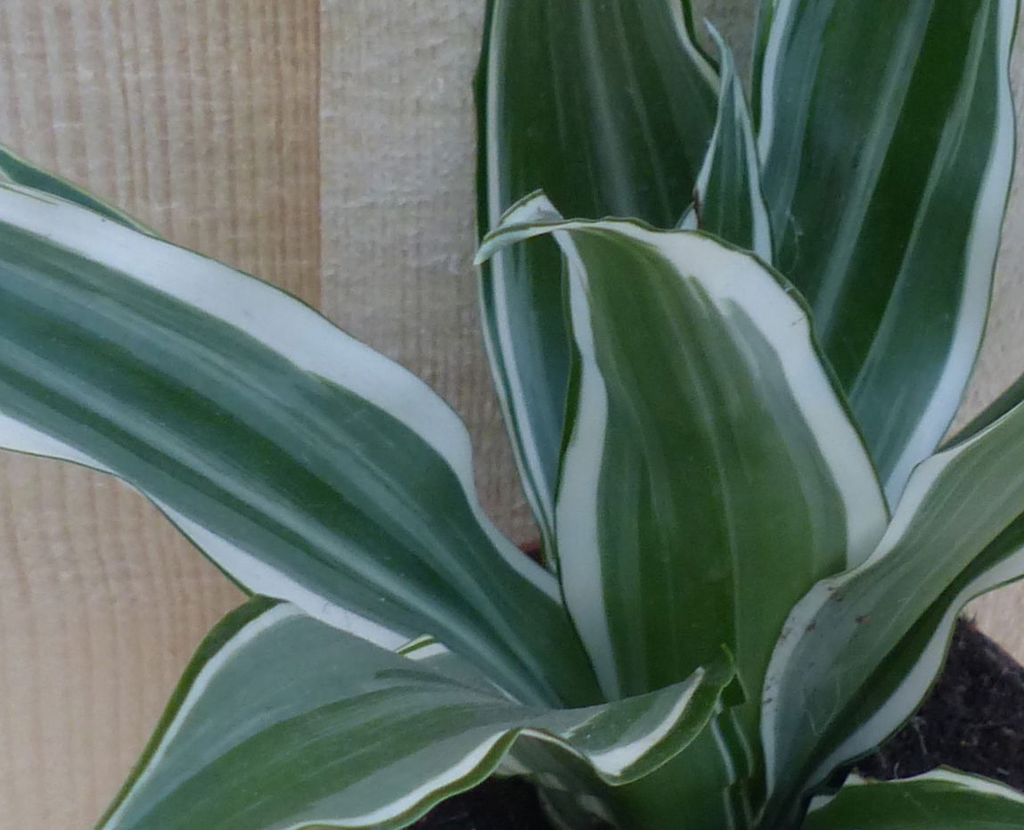 https://cdn.warentuin.nl/media/catalog/product/L/E/LEVE8149900043312_2_warentuin_natuurlijk_kamerplant_drakenbloedboom_dracaena_wi_37b8.JPG