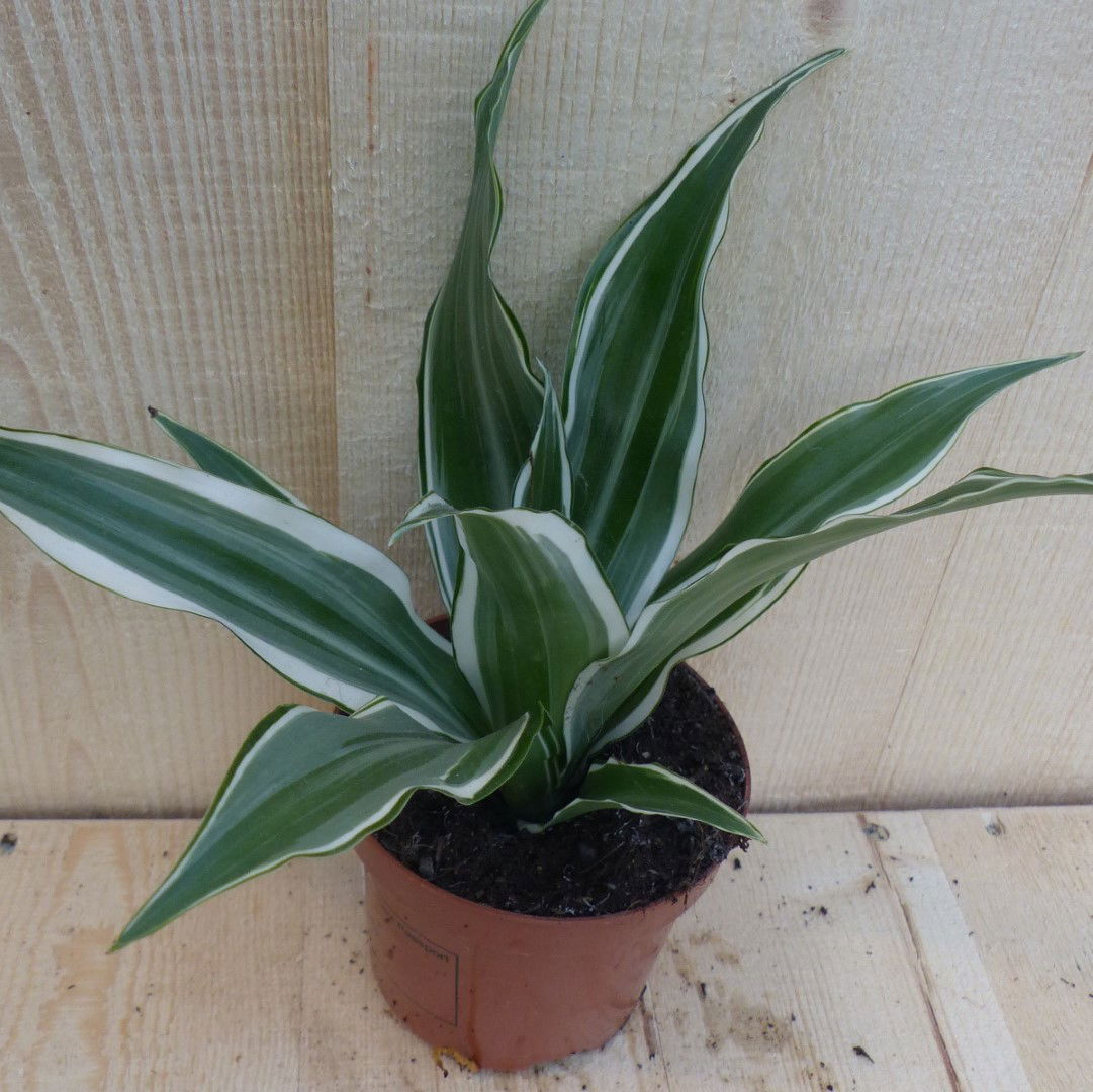 https://cdn.warentuin.nl/media/catalog/product/L/E/LEVE8149900043312_warentuin_natuurlijk_kamerplant_drakenbloedboom_dracaena_witb_00e3.JPG