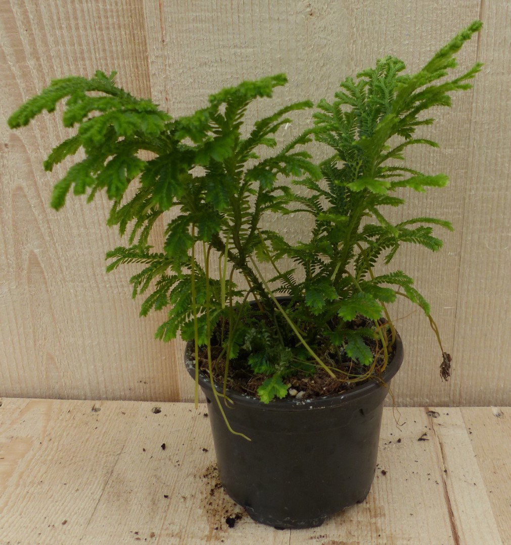 5 stuks! Selaginella Mosplantje groen klein Viridi kamerplant Warentuin Natuurlijk - Warentuin natuurlijk