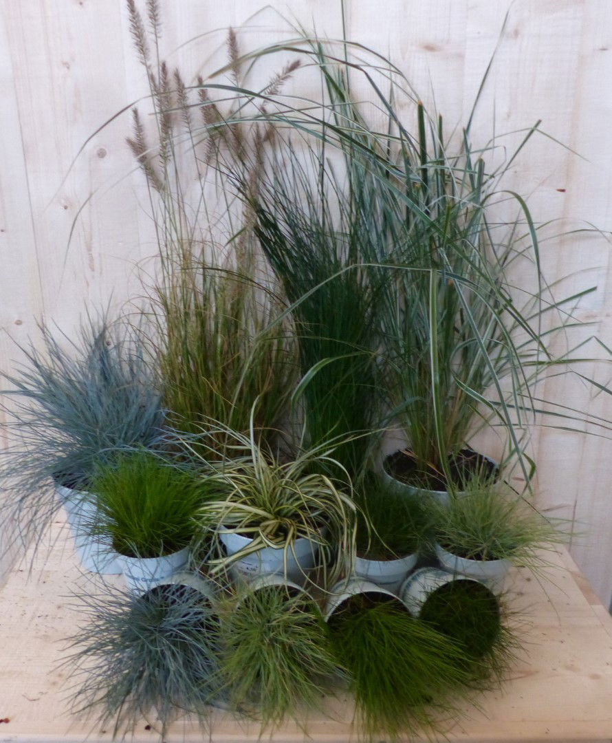 Warentuin natuurlijk Planten Grassenpakket - 