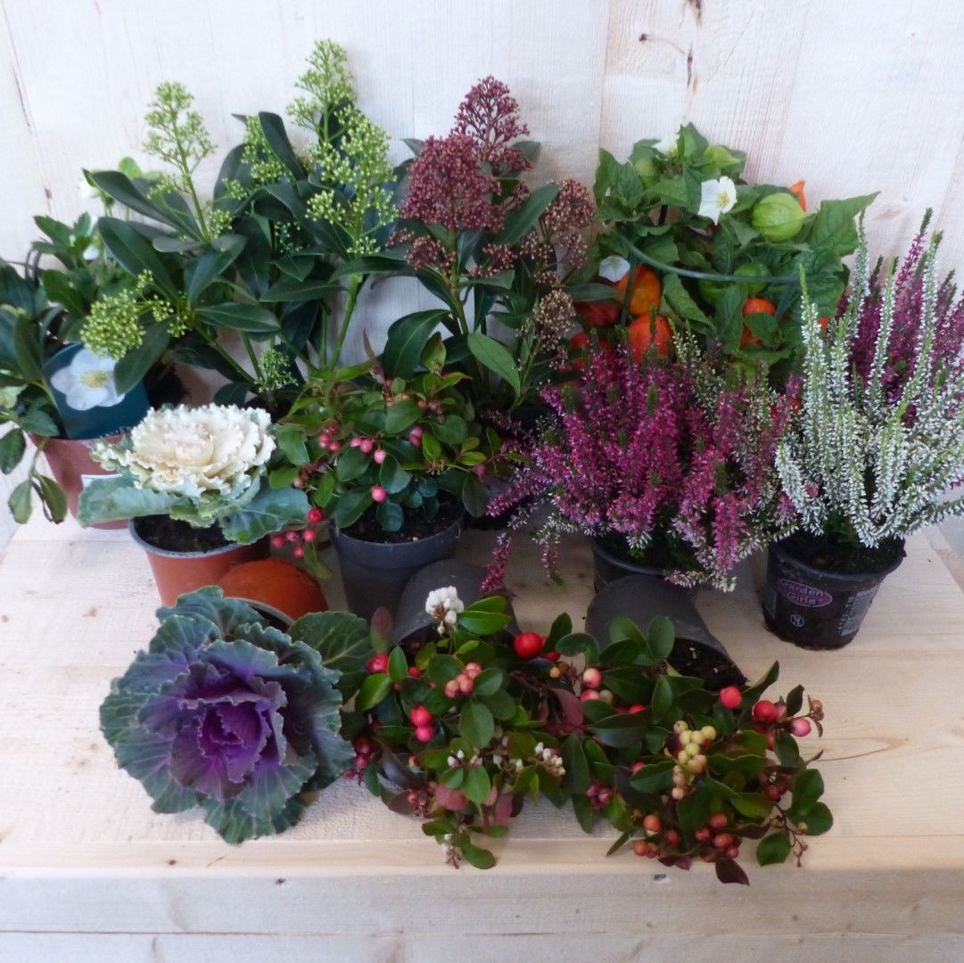 Warentuin natuurlijk Planten Herfstpakket - 