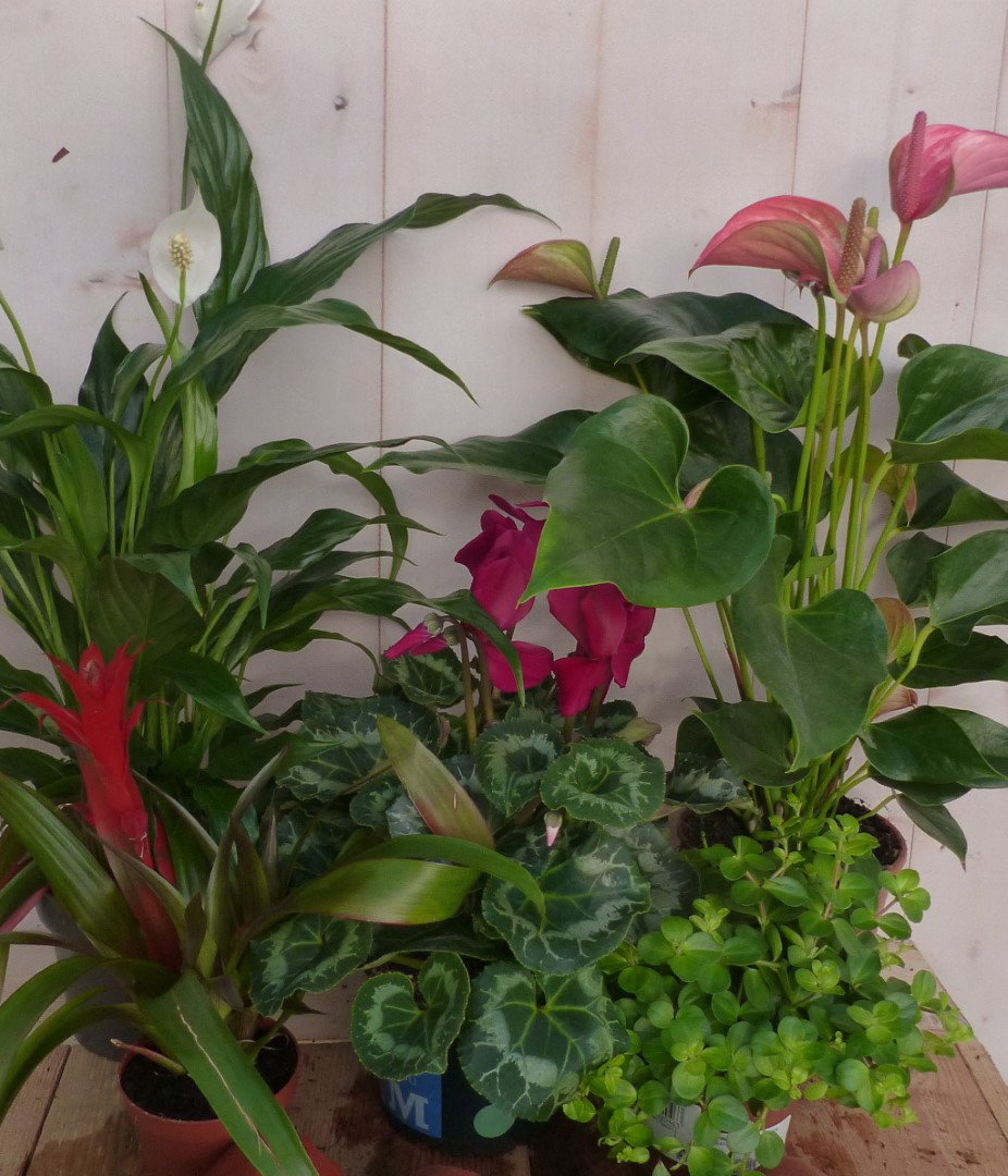 https://cdn.warentuin.nl/media/catalog/product/L/E/LEVE8149900043318_2_warentuin_natuurlijk_kamerplant_kamerplantenpakket_bloeiend_f6dd.JPG