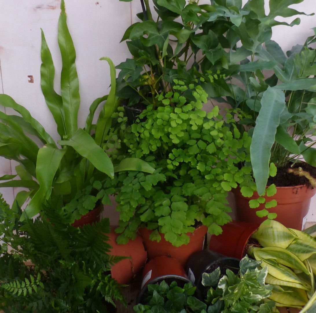 https://cdn.warentuin.nl/media/catalog/product/L/E/LEVE8149900043319_2_warentuin_natuurlijk_kamerplant_kamerplantenpakket_schaduw__92ba.JPG