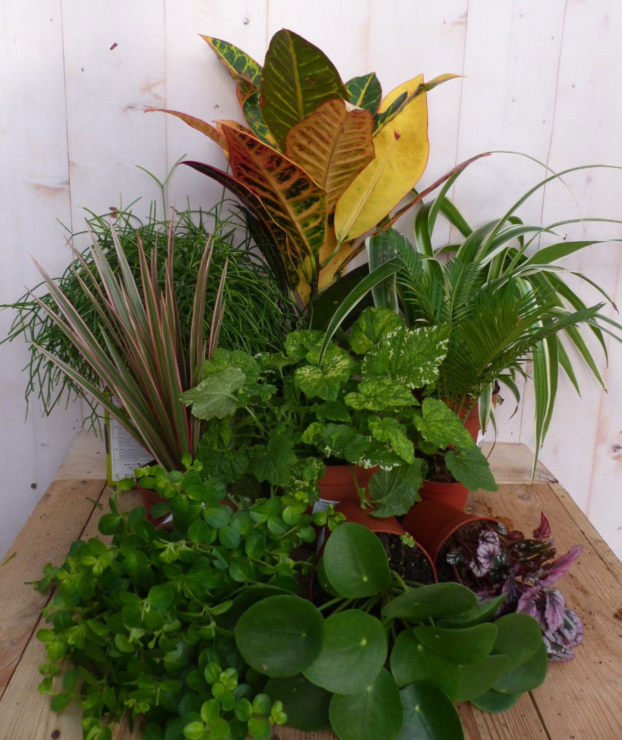 https://cdn.warentuin.nl/media/catalog/product/L/E/LEVE8149900043320_2_warentuin_natuurlijk_kamerplant_kamerplantenpakket_licht_wa_9e4f.JPG