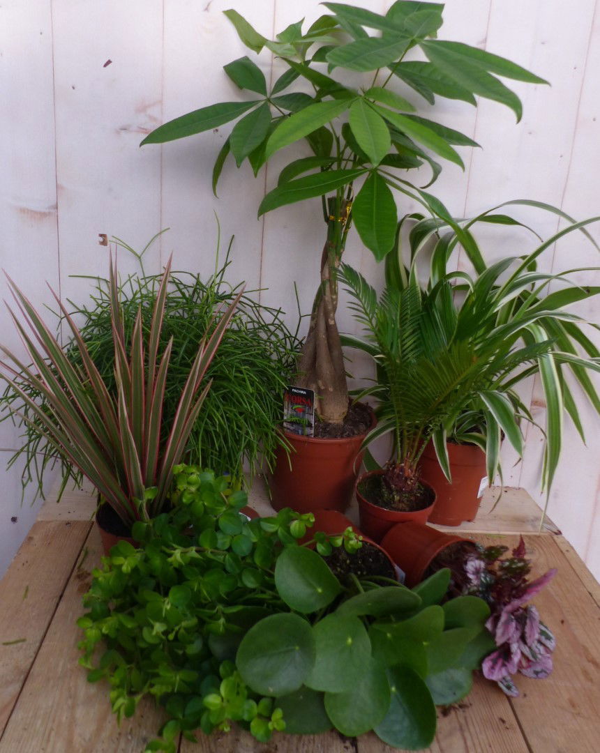 https://cdn.warentuin.nl/media/catalog/product/L/E/LEVE8149900043320_3_warentuin_natuurlijk_kamerplant_kamerplantenpakket_licht_wa_8d62.JPG
