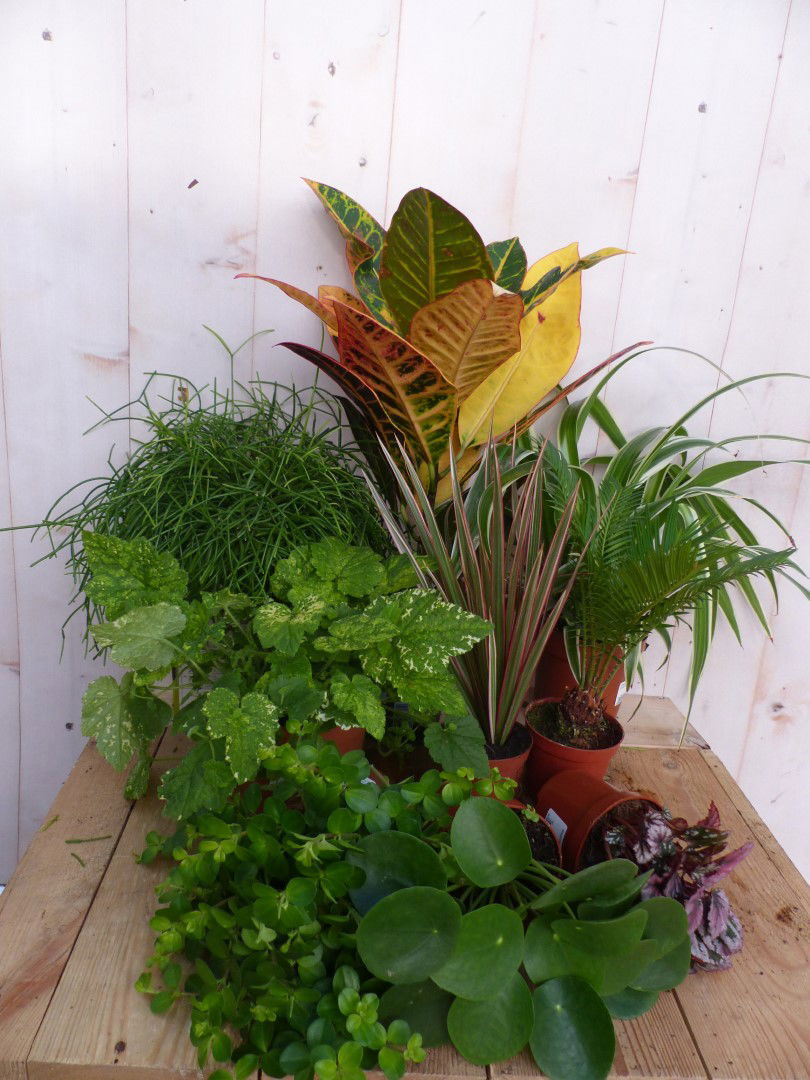 https://cdn.warentuin.nl/media/catalog/product/L/E/LEVE8149900043320_warentuin_natuurlijk_kamerplant_kamerplantenpakket_licht_ware_42c5.JPG