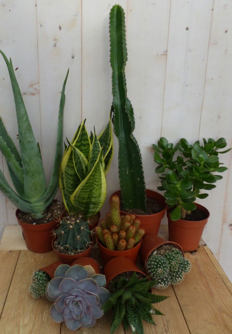 https://cdn.warentuin.nl/media/catalog/product/L/E/LEVE8149900043321_2_warentuin_natuurlijk_kamerplant_kamerplantenpakket_zon_ware_cd2c.JPG