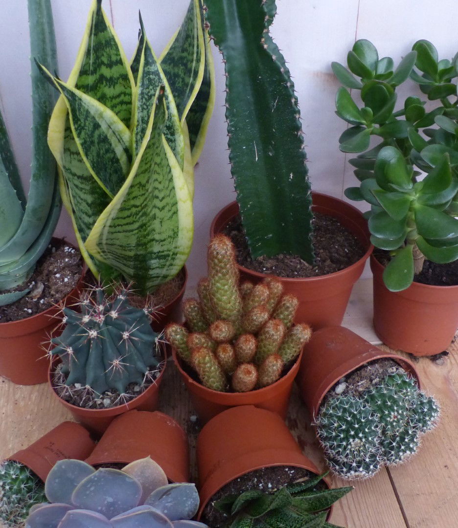 https://cdn.warentuin.nl/media/catalog/product/L/E/LEVE8149900043321_3_warentuin_natuurlijk_kamerplant_kamerplantenpakket_zon_ware_3985.JPG