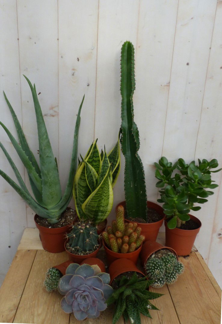 https://cdn.warentuin.nl/media/catalog/product/L/E/LEVE8149900043321_warentuin_natuurlijk_kamerplant_kamerplantenpakket_zon_warent_c3f1.JPG