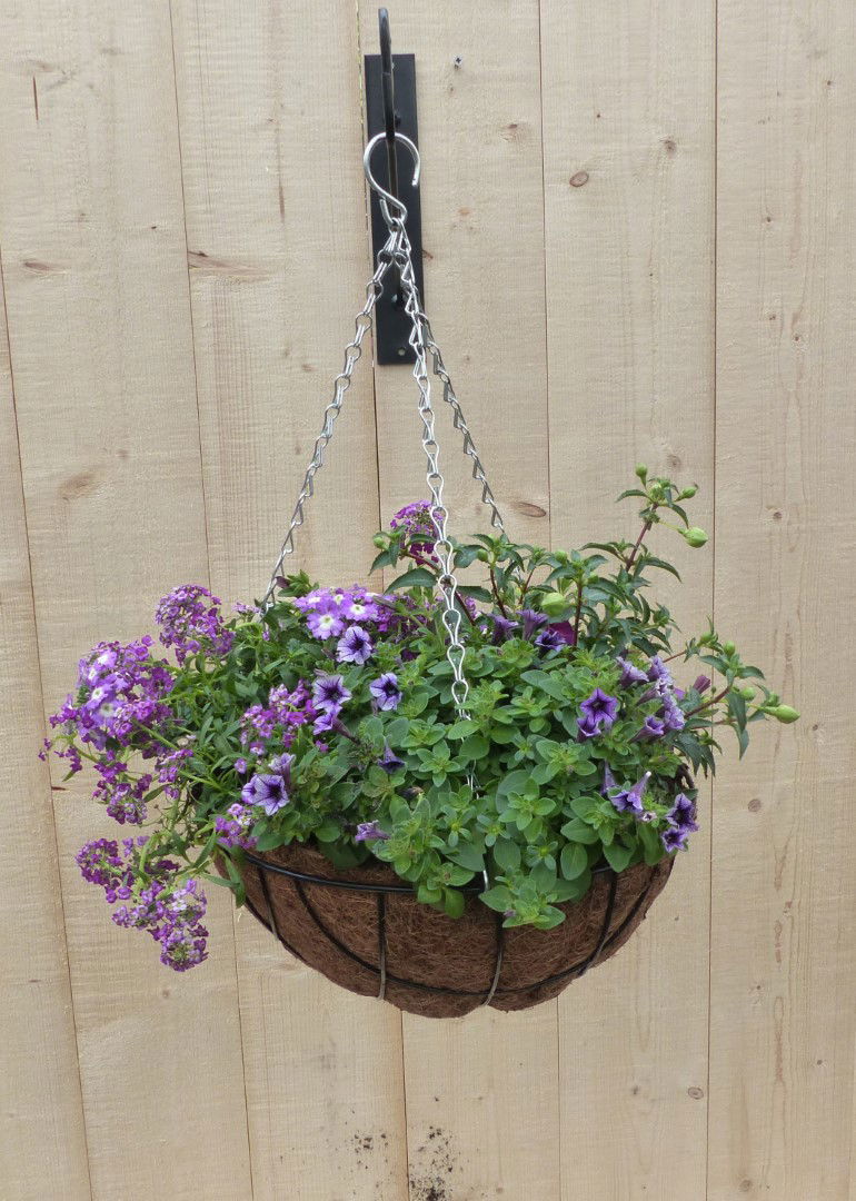https://cdn.warentuin.nl/media/catalog/product/L/E/LEVE8149900043324_warentuin_natuurlijk_plantenbak_hanging_basket_zomerbloeiers__53bf.JPG
