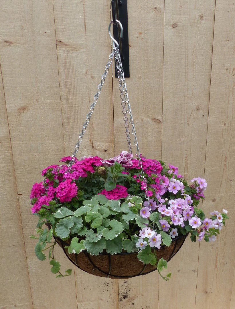 https://cdn.warentuin.nl/media/catalog/product/L/E/LEVE8149900043325_warentuin_natuurlijk_plantenbak_hanging_basket_zomerbloeiers__236a.JPG