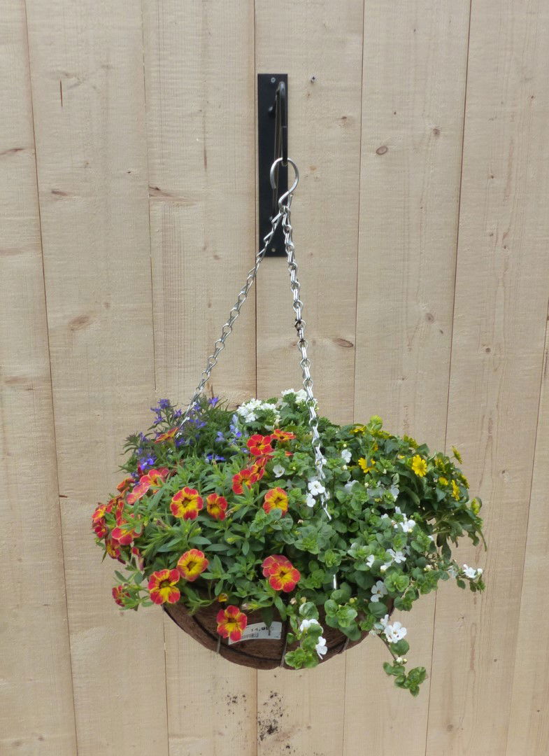 https://cdn.warentuin.nl/media/catalog/product/L/E/LEVE8149900043326_01_warentuin_natuurlijk_plantenbak_hanging_basket_zomerbloeie_e6fd.JPG