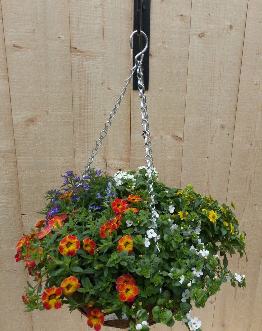 https://cdn.warentuin.nl/media/catalog/product/L/E/LEVE8149900043326_warentuin_natuurlijk_plantenbak_hanging_basket_zomerbloeiers__9d19.JPG