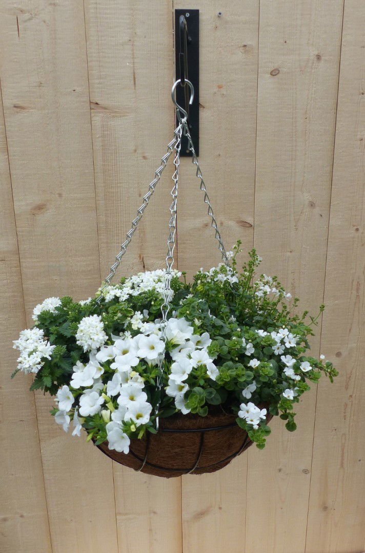 https://cdn.warentuin.nl/media/catalog/product/L/E/LEVE8149900043327_01_warentuin_natuurlijk_plantenbak_hanging_basket_zomerbloeie_653b.JPG