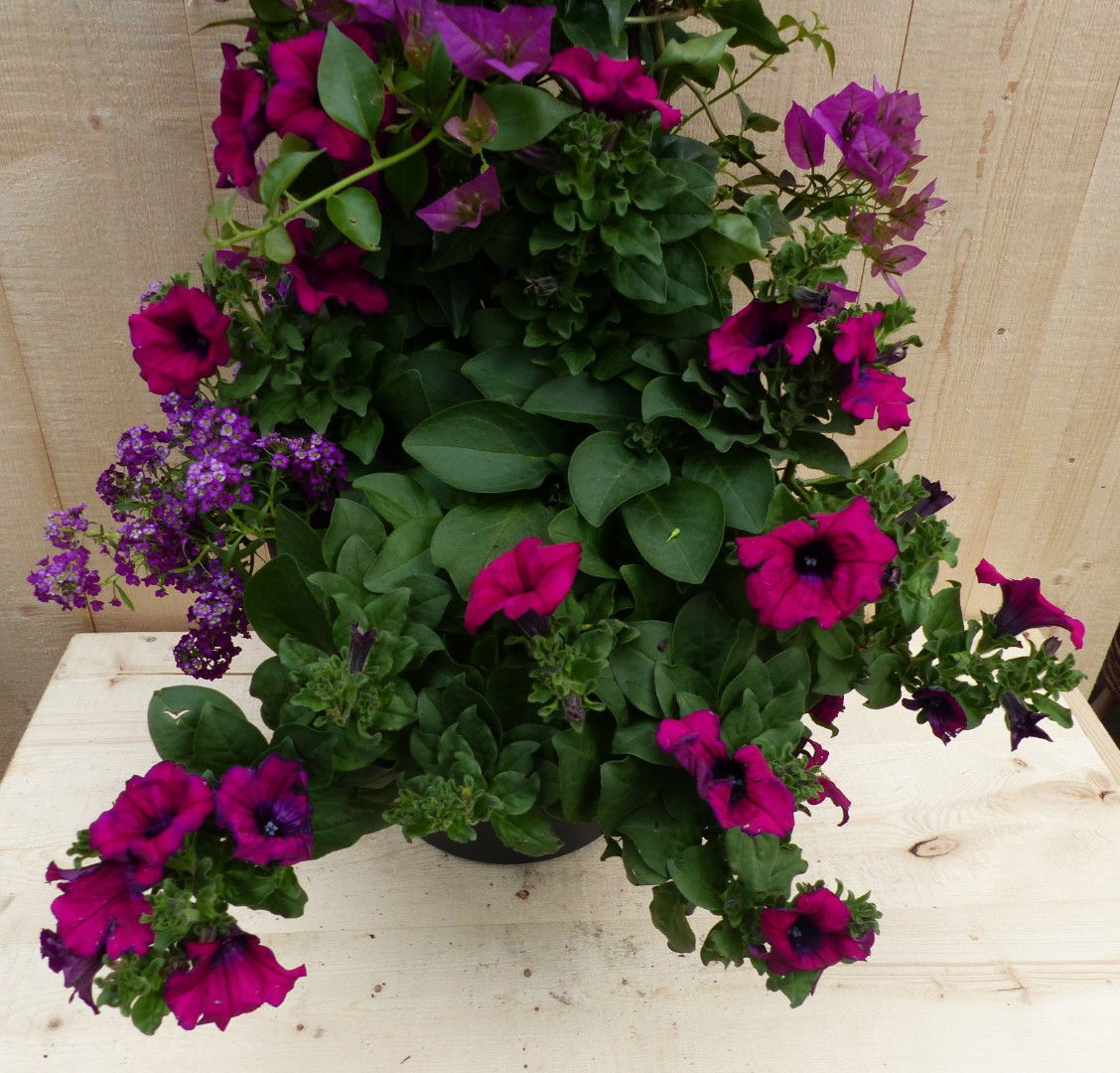 https://cdn.warentuin.nl/media/catalog/product/L/E/LEVE8149900043328_01_warentuin_natuurlijk_plantenbak_plastic_plantenbak_antraci_7001.JPG