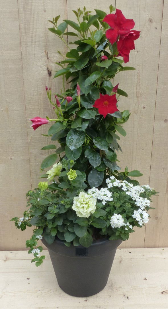 https://cdn.warentuin.nl/media/catalog/product/L/E/LEVE8149900043329_warentuin_natuurlijk_plantenbak_plastic_plantenbak_antraciet__db7a.JPG