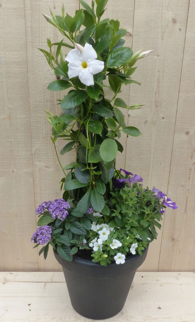 https://cdn.warentuin.nl/media/catalog/product/L/E/LEVE8149900043331_warentuin_natuurlijk_plantenbak_plastic_plantenbak_antraciet__de98.JPG