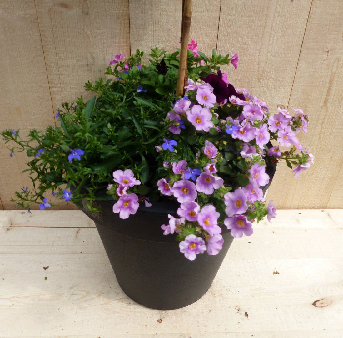 https://cdn.warentuin.nl/media/catalog/product/L/E/LEVE8149900043332_01_warentuin_natuurlijk_plantenbak_plastic_plantenbak_antraci_a589.JPG