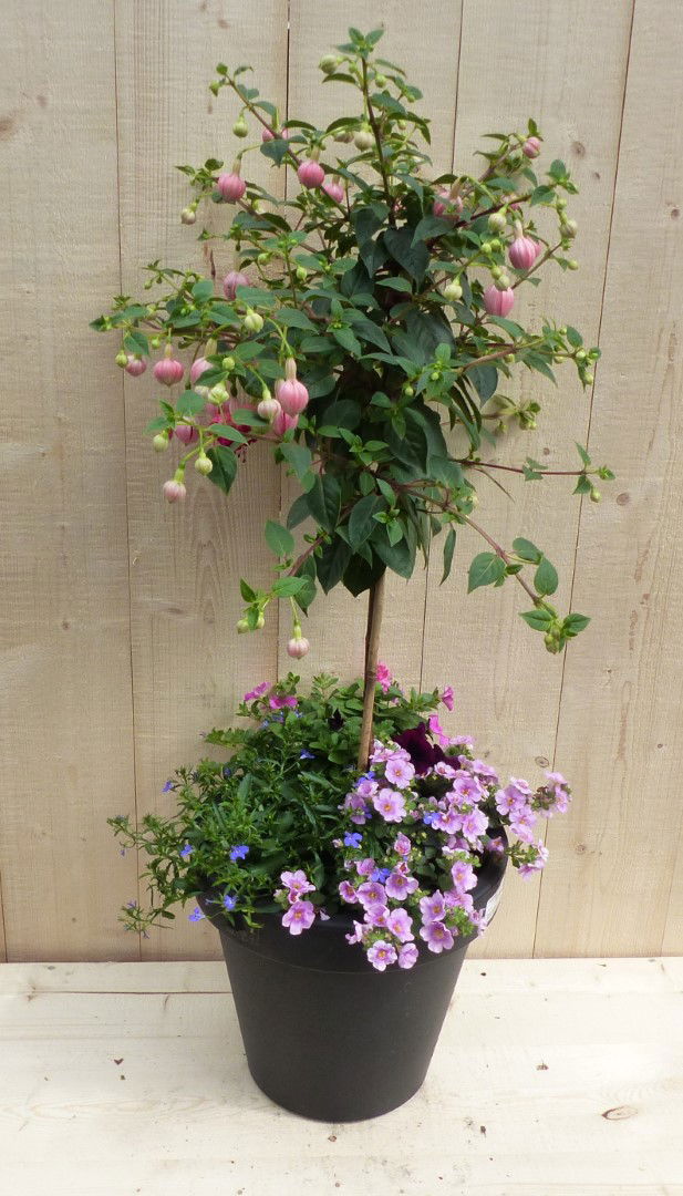 https://cdn.warentuin.nl/media/catalog/product/L/E/LEVE8149900043332_warentuin_natuurlijk_plantenbak_plastic_plantenbak_antraciet__e310.JPG