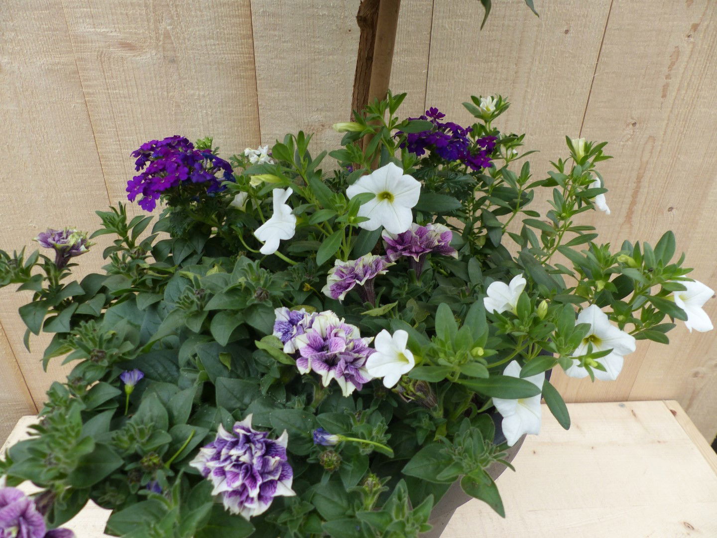 https://cdn.warentuin.nl/media/catalog/product/L/E/LEVE8149900043333_01_warentuin_natuurlijk_plantenbak_plastic_plantenbak_antraci_dc46.JPG