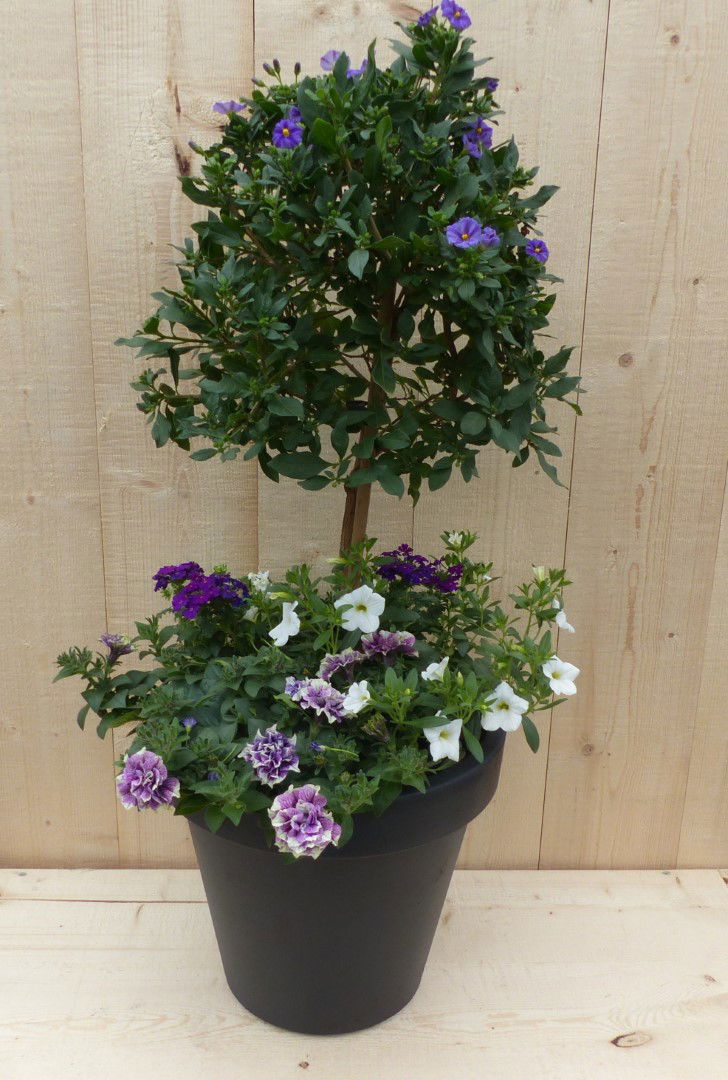 https://cdn.warentuin.nl/media/catalog/product/L/E/LEVE8149900043333_warentuin_natuurlijk_plantenbak_plastic_plantenbak_antraciet__bb8b.JPG