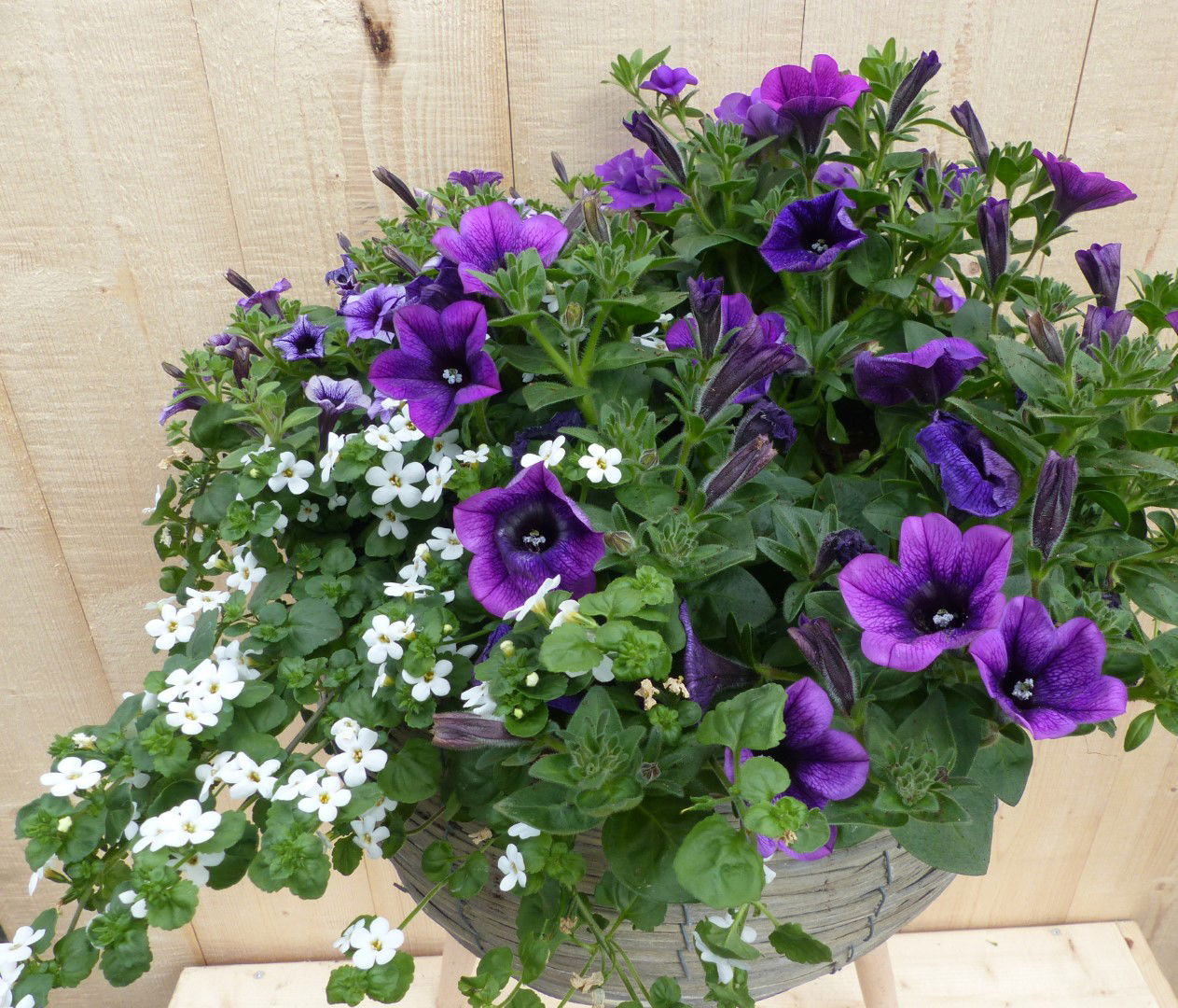 https://cdn.warentuin.nl/media/catalog/product/L/E/LEVE8149900043338_01_warentuin_natuurlijk_plantenbak_rieten_plantenbak_grijs_op_8fa6.JPG