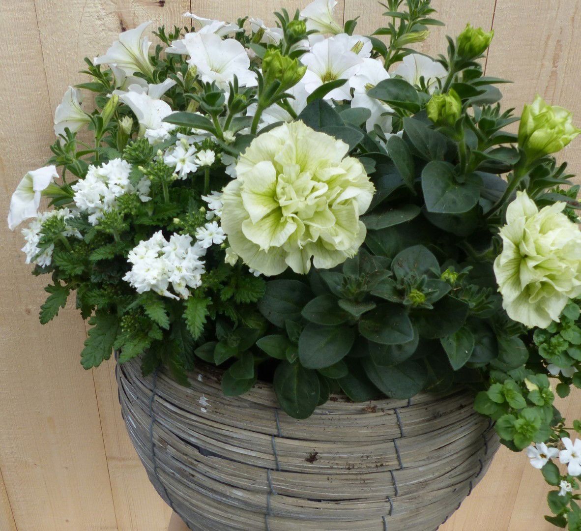 https://cdn.warentuin.nl/media/catalog/product/L/E/LEVE8149900043340_01_warentuin_natuurlijk_plantenbak_rieten_plantenbak_grijs_op_a660.JPG