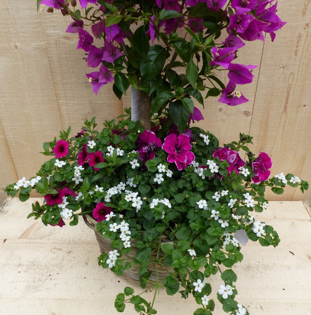 https://cdn.warentuin.nl/media/catalog/product/L/E/LEVE8149900043344_01_warentuin_natuurlijk_plantenbak_rieten_plantenbak_bougaini_bffa.JPG