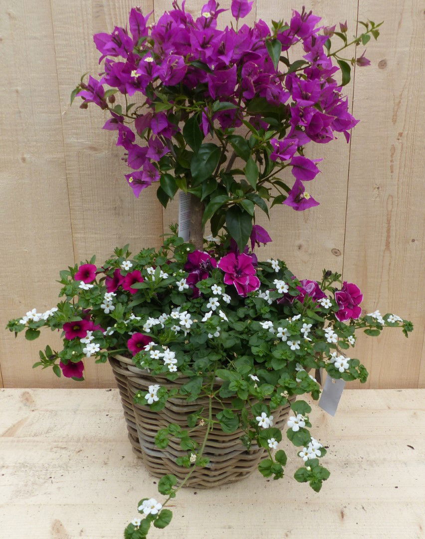 https://cdn.warentuin.nl/media/catalog/product/L/E/LEVE8149900043344_warentuin_natuurlijk_plantenbak_rieten_plantenbak_bougainivil_2f1c.JPG
