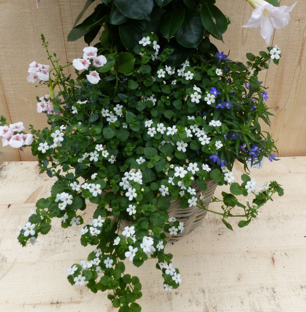 https://cdn.warentuin.nl/media/catalog/product/L/E/LEVE8149900043345_01_warentuin_natuurlijk_plantenbak_rieten_plantenbak_dipladen_7da9.JPG