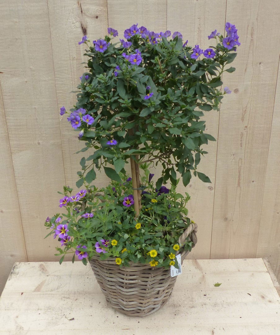 https://cdn.warentuin.nl/media/catalog/product/L/E/LEVE8149900043346_01_warentuin_natuurlijk_plantenbak_rieten_plantenbak_solanum__5981.JPG
