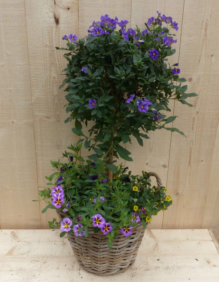 https://cdn.warentuin.nl/media/catalog/product/L/E/LEVE8149900043346_warentuin_natuurlijk_plantenbak_rieten_plantenbak_solanum_nac_73fb.JPG