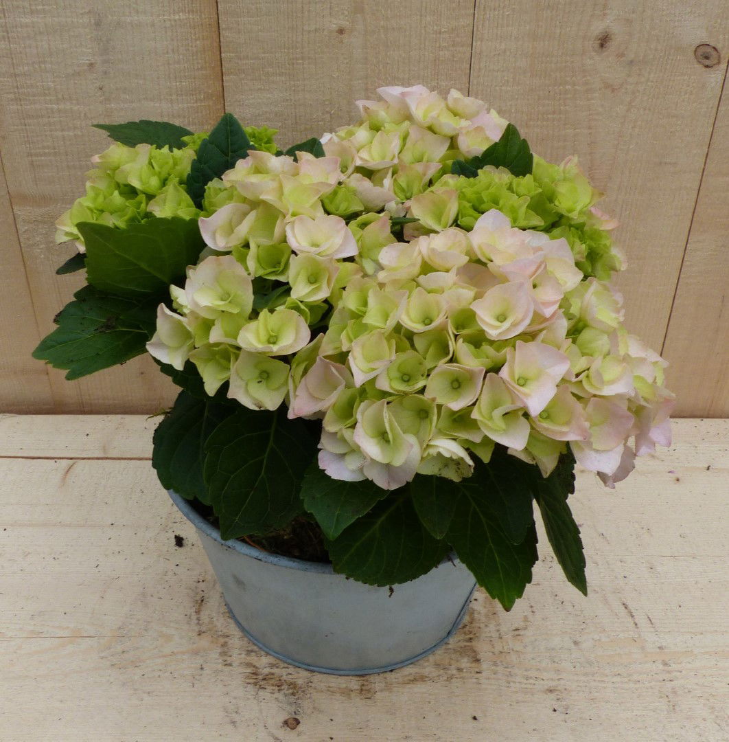 https://cdn.warentuin.nl/media/catalog/product/L/E/LEVE8149900043347_01_warentuin_natuurlijk_plantenbak_zinken_bakje_hortensia_o_2_2220.JPG