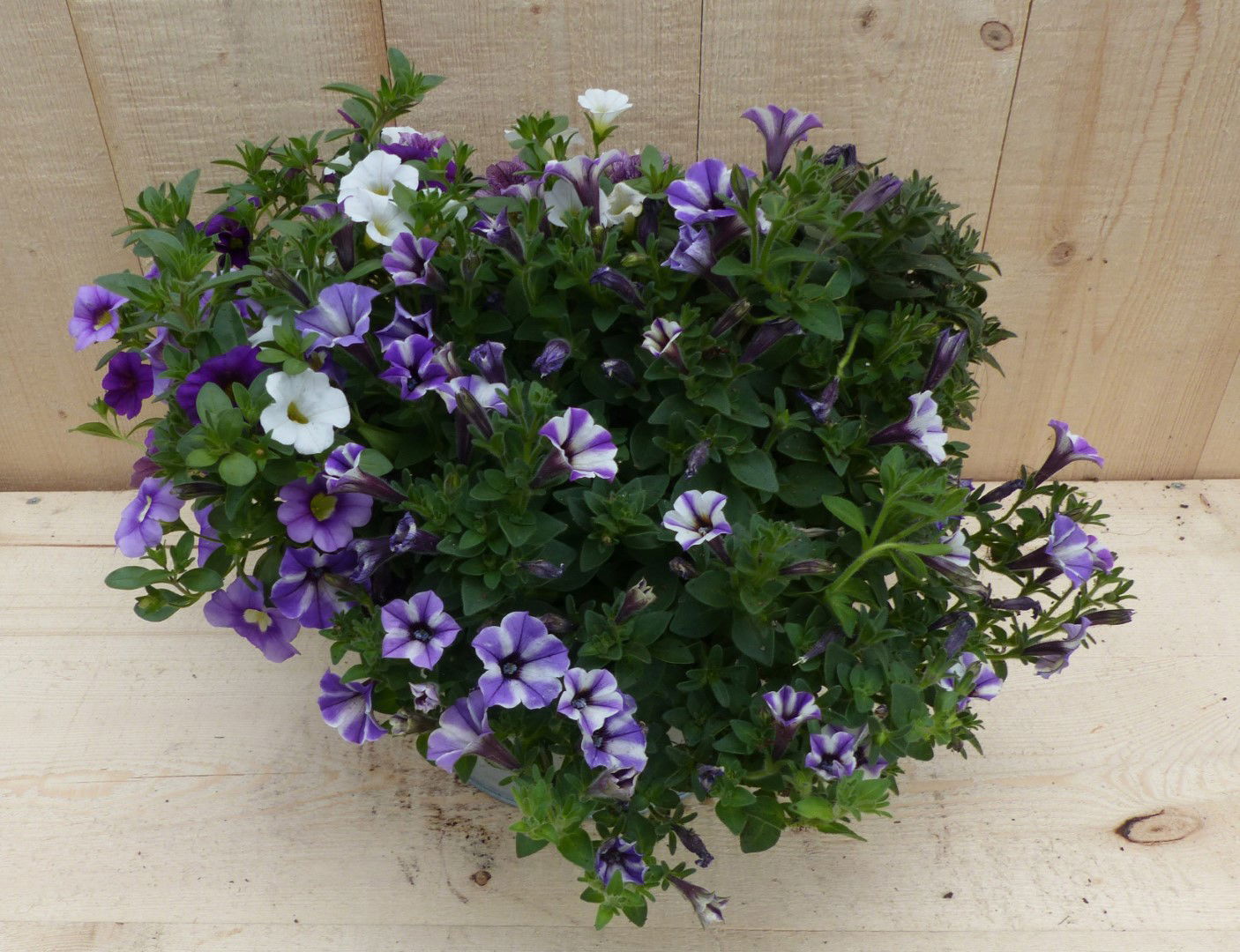 https://cdn.warentuin.nl/media/catalog/product/L/E/LEVE8149900043348_01_warentuin_natuurlijk_plantenbak_zinken_bakje_zomerbloeiers_4318.JPG