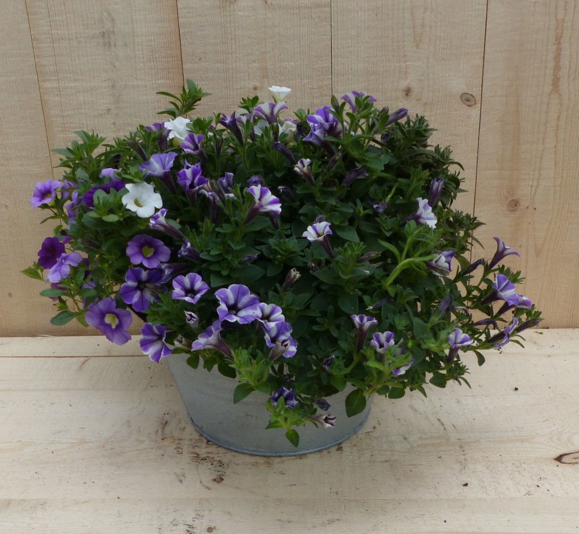 https://cdn.warentuin.nl/media/catalog/product/L/E/LEVE8149900043348_warentuin_natuurlijk_plantenbak_zinken_bakje_zomerbloeiers_pa_666e.JPG